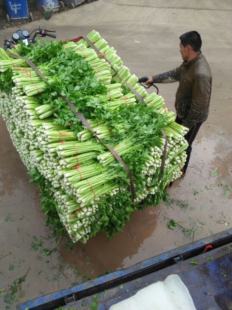 万亩西芹大量上市！我们有专业的割菜工拉菜工和装卸工！