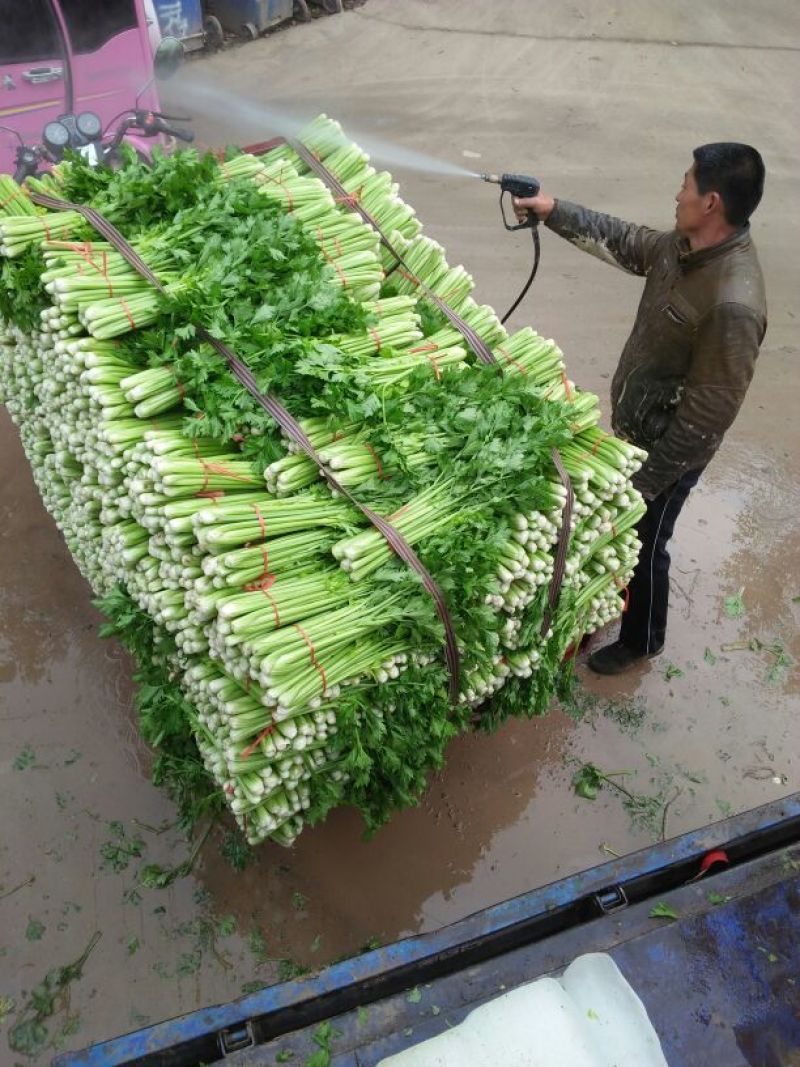 【精品】芹菜西芹山东芹菜产地直销价优品质保证价优