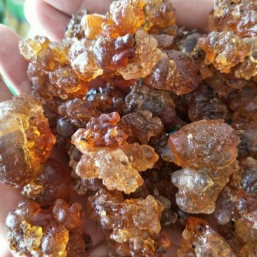桃胶黄红胶一手货源