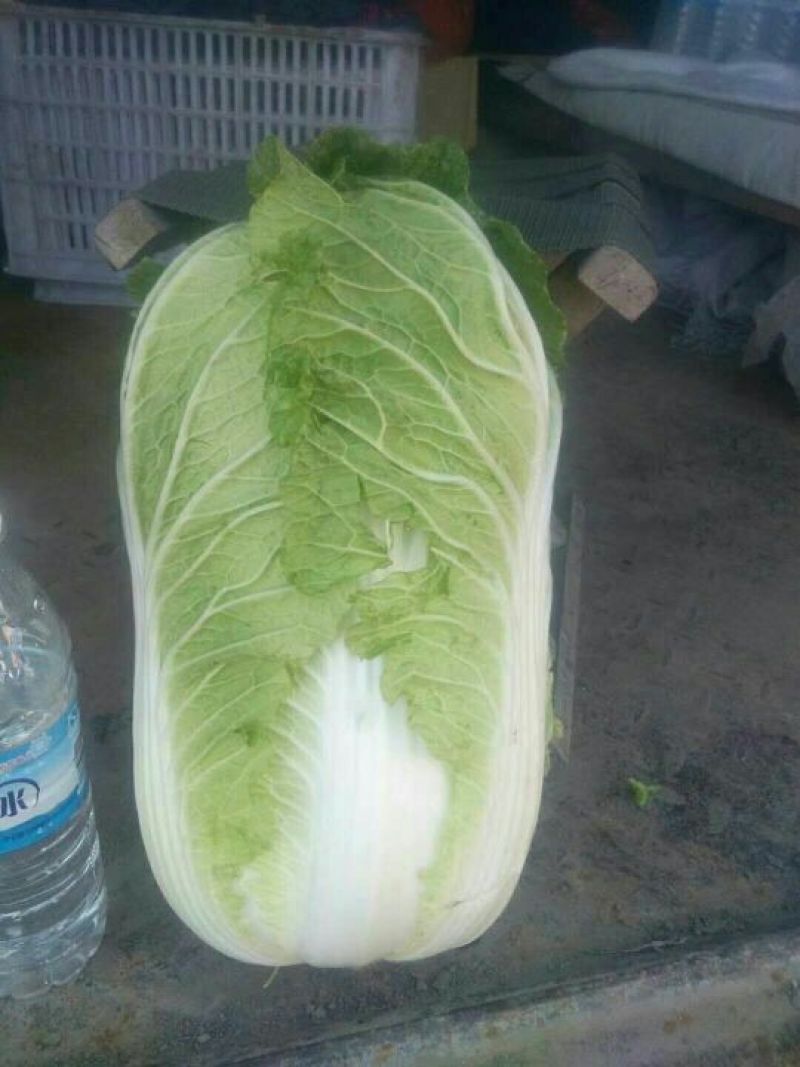 河北产地直发黄心菜白菜，北京三号菜，质优价廉