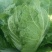 河北产地直发黄心菜白菜，北京三号菜，质优价廉