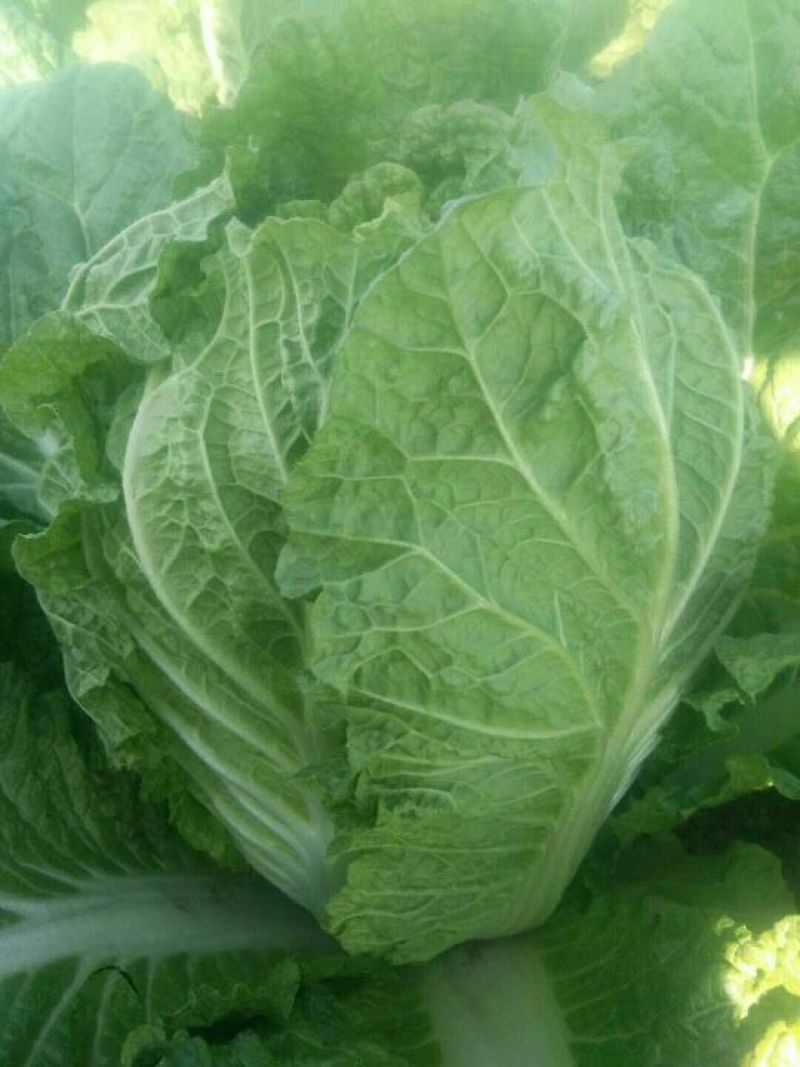 河北产地直发黄心菜白菜，北京三号菜，质优价廉