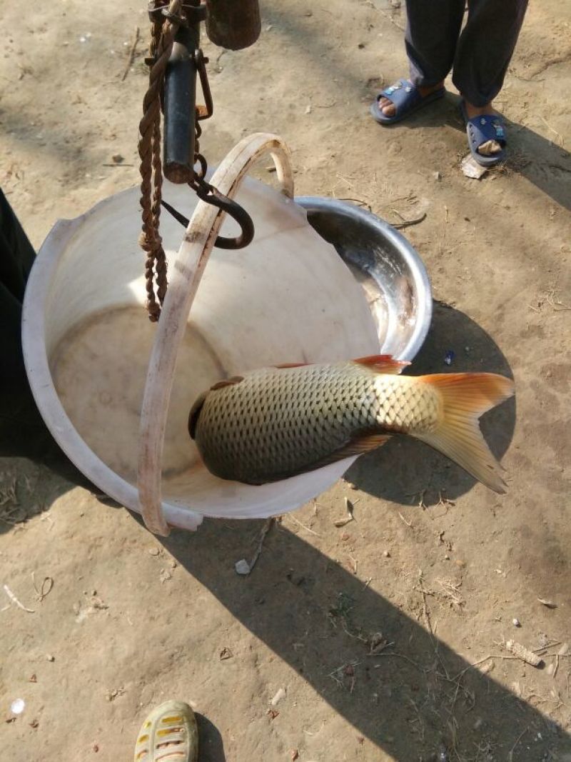 池鲤鱼2~3公斤食用