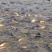 池鲤鱼2~3公斤食用