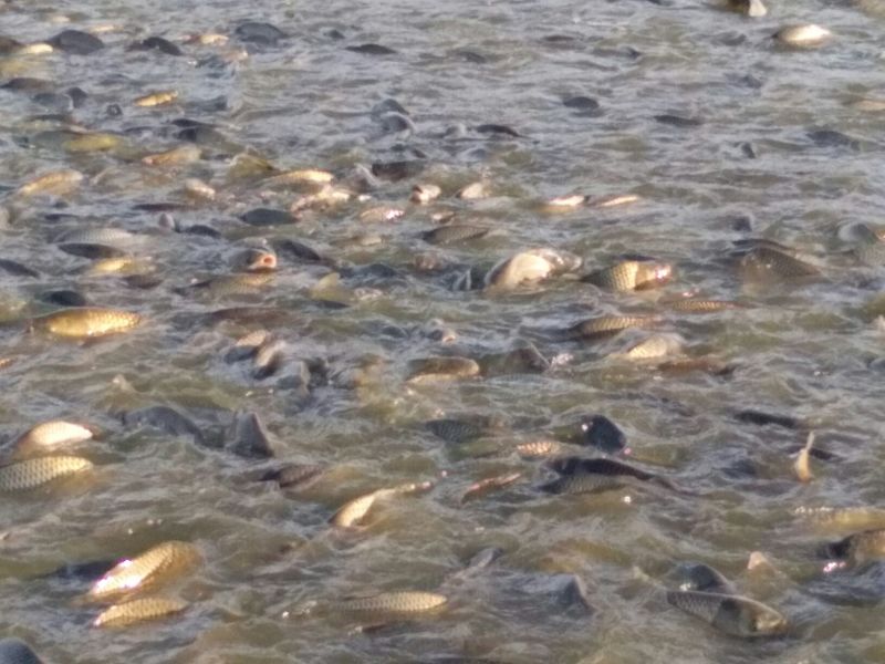 池鲤鱼2~3公斤食用