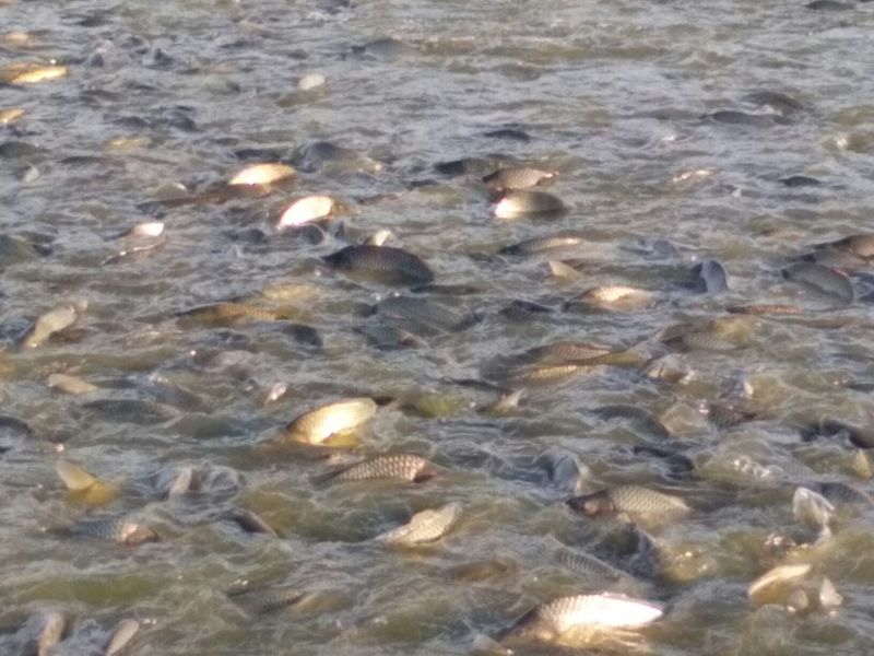 池鲤鱼2~3公斤食用