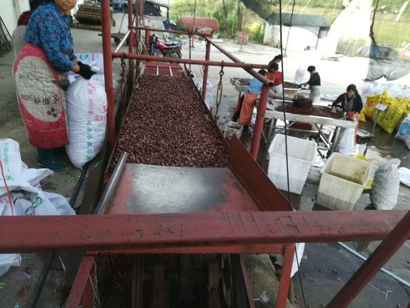 板栗菜栗种特选