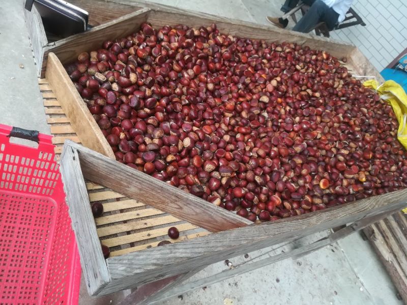 板栗菜栗种特选