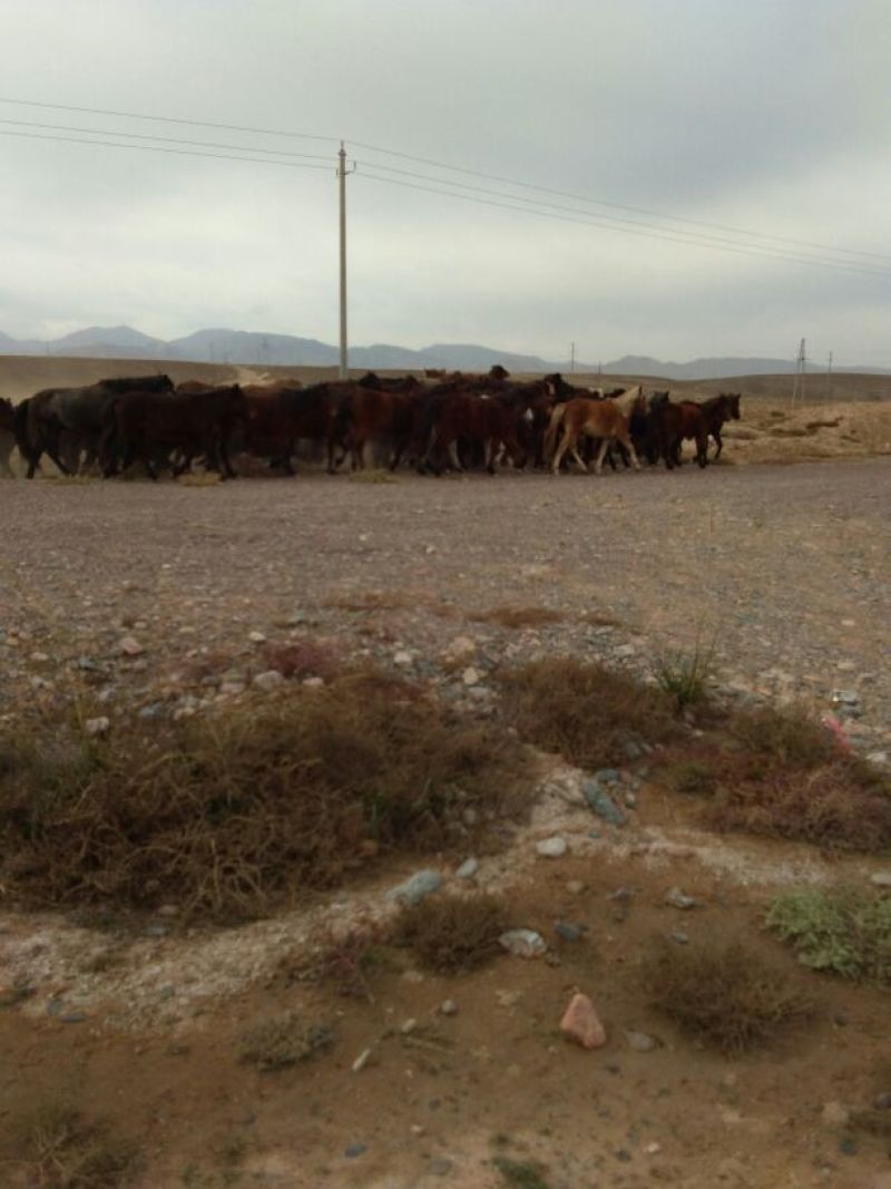 肉马200~300kg