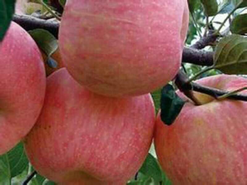 冰糖心红富士苹果产地一手货源质量好价格低常年