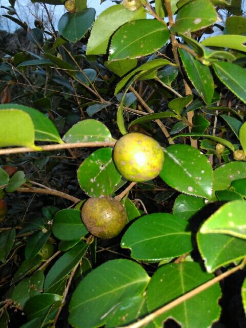 德化山茶油