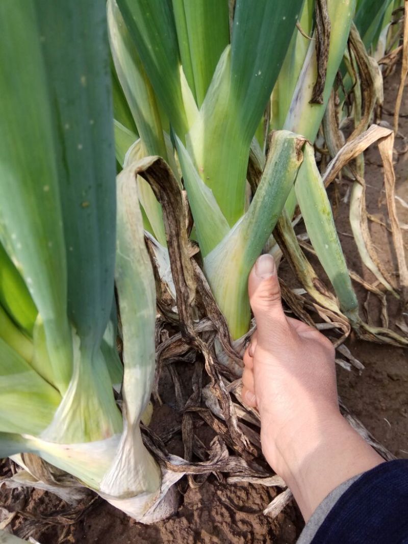 长白大葱毛葱3cm左右30~40cm