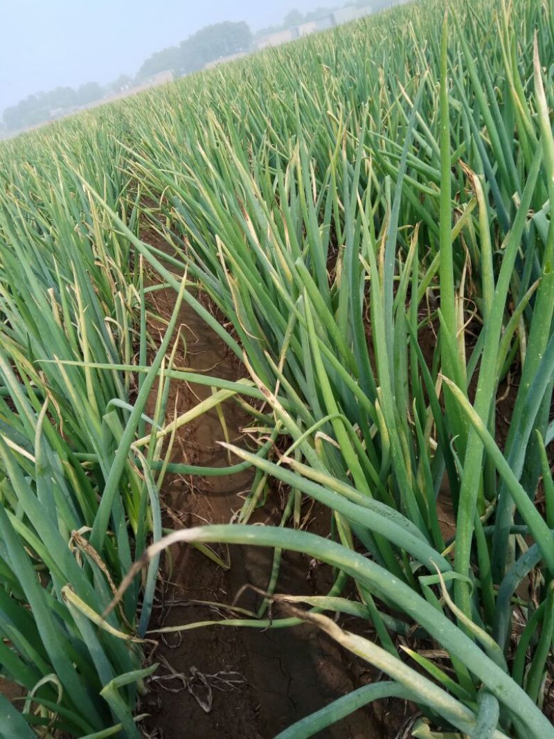 长白大葱毛葱3cm左右30~40cm
