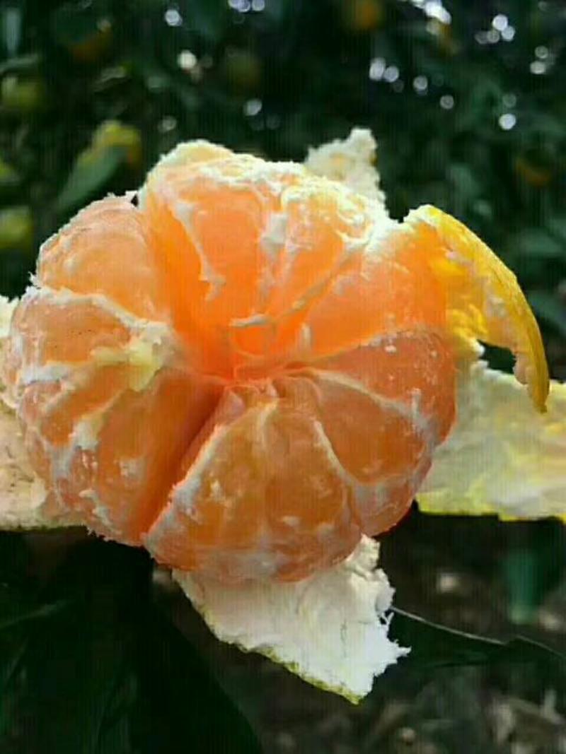 《热销榜推荐黄岩蜜橘》专业代办蜜橘脐橙柚子
