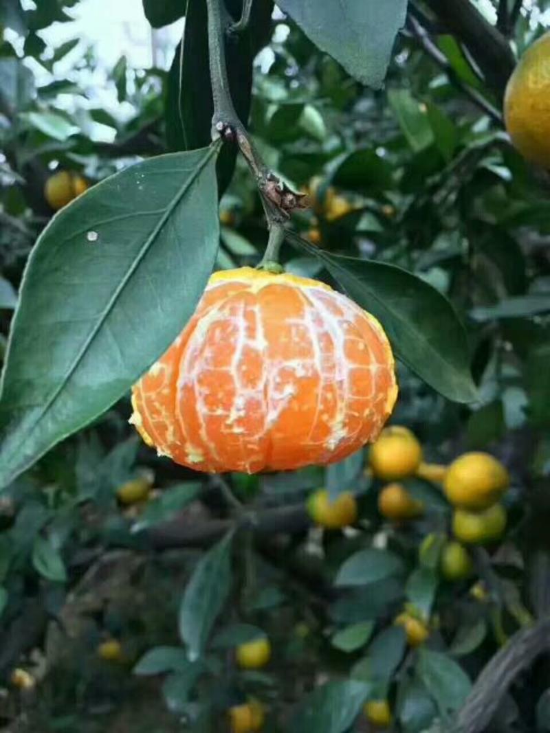 《热销榜推荐黄岩蜜橘》专业代办蜜橘脐橙柚子