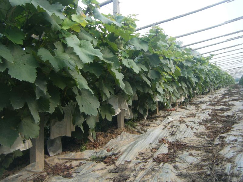 巨峰葡萄苗1年50~80cm