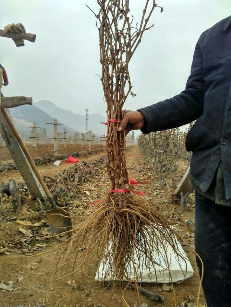 巨峰葡萄苗1年30~50cm