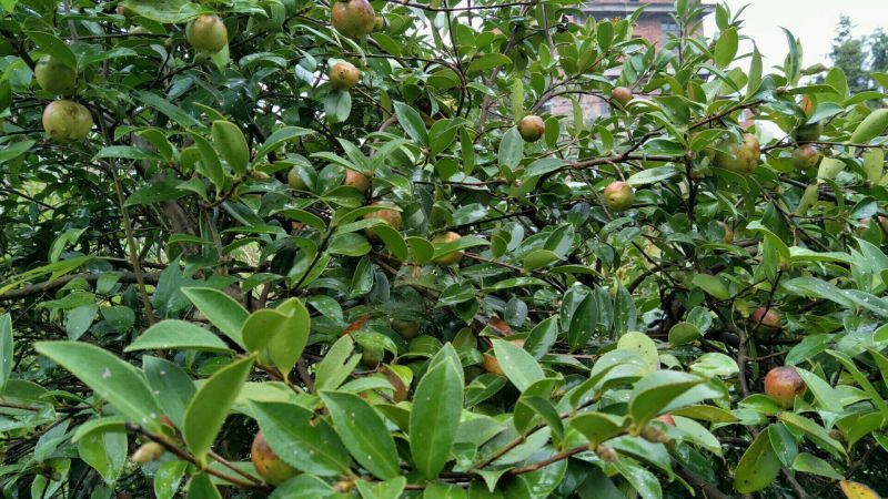 山茶油果中籽