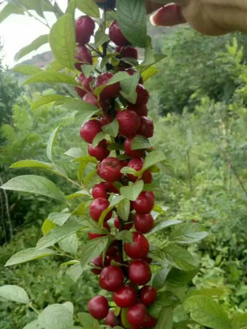钙果苗30~50cm1年