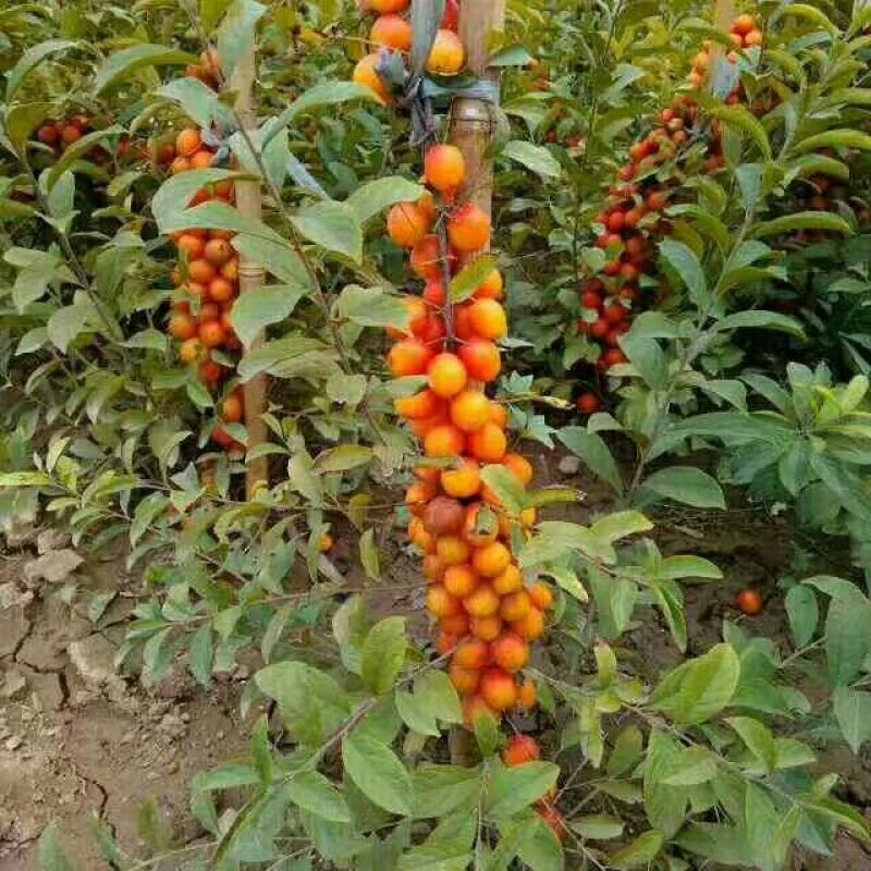 钙果苗30~50cm1年