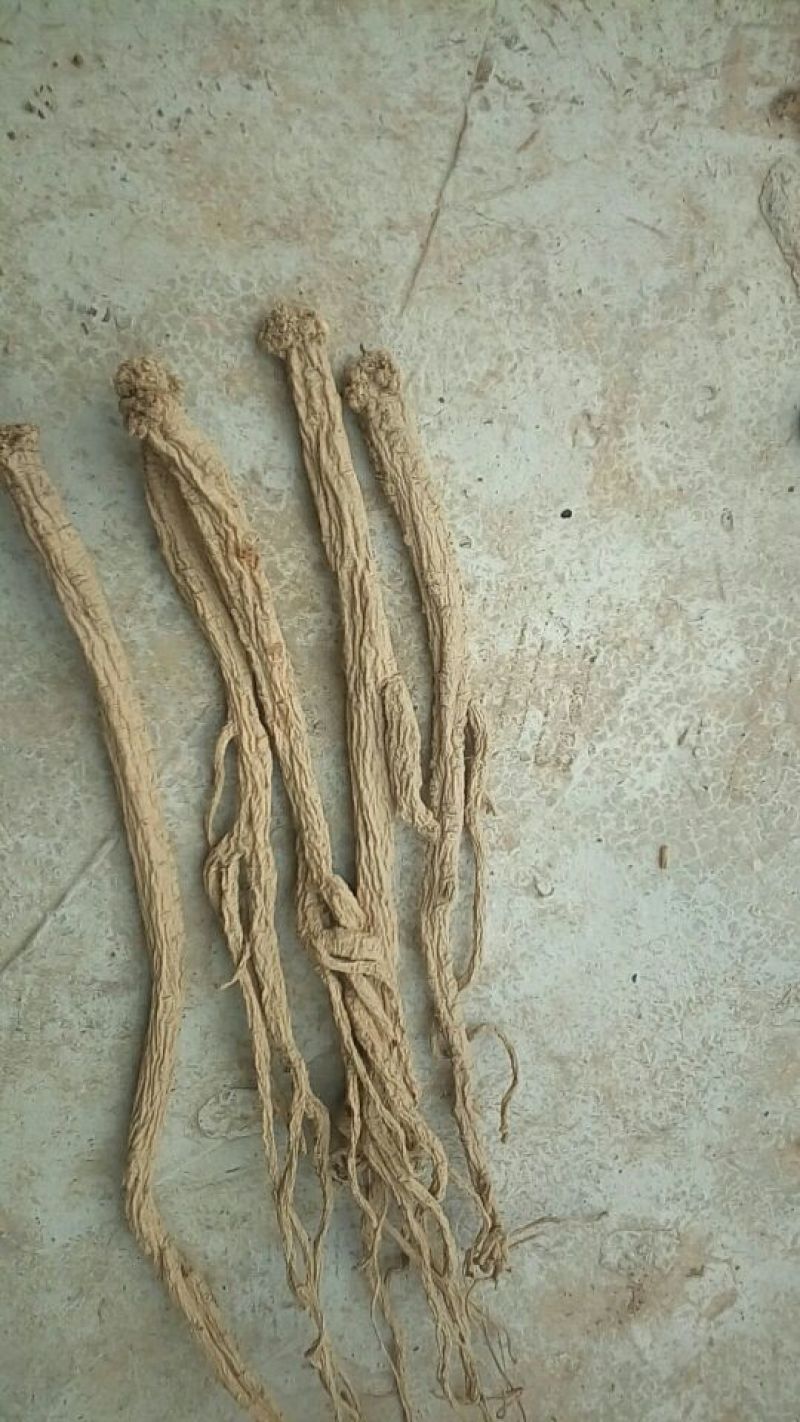 白条党参干货大条无硫化