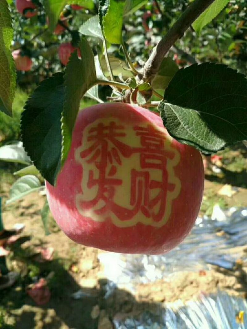 苹果树苗80cm以上