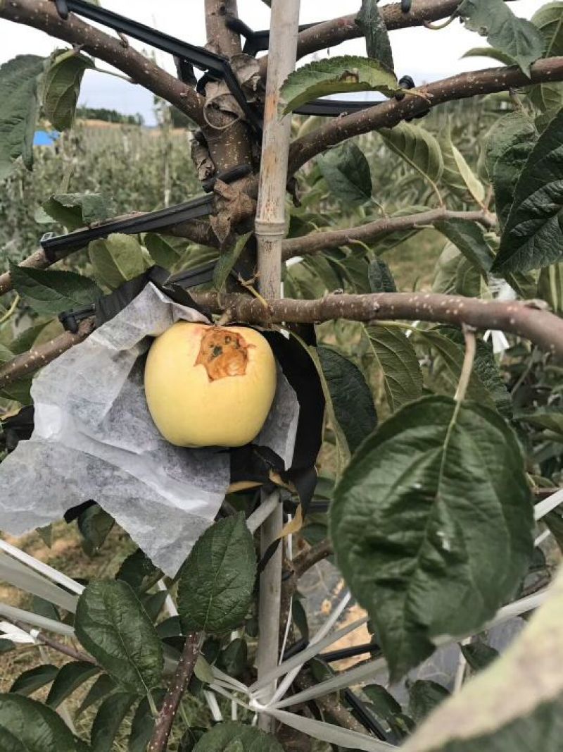 苹果树苗80cm以上