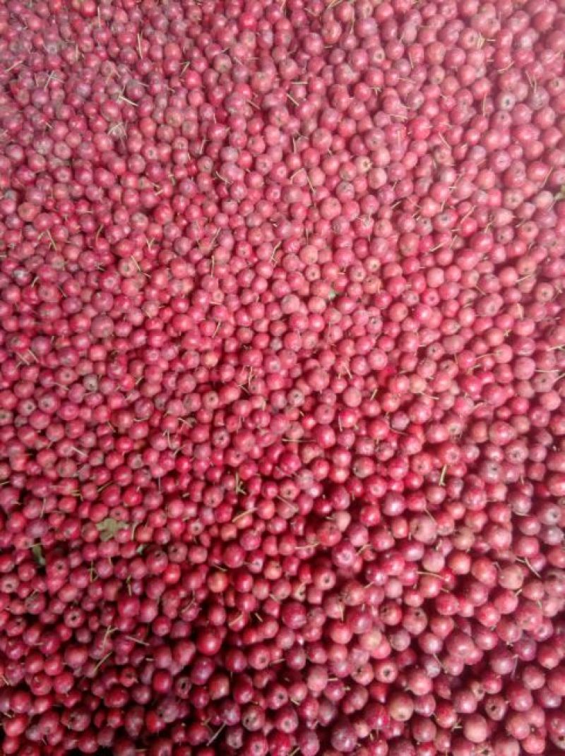 大量出售大金星山楂果，全部是手摘果，硬度好，红度好。