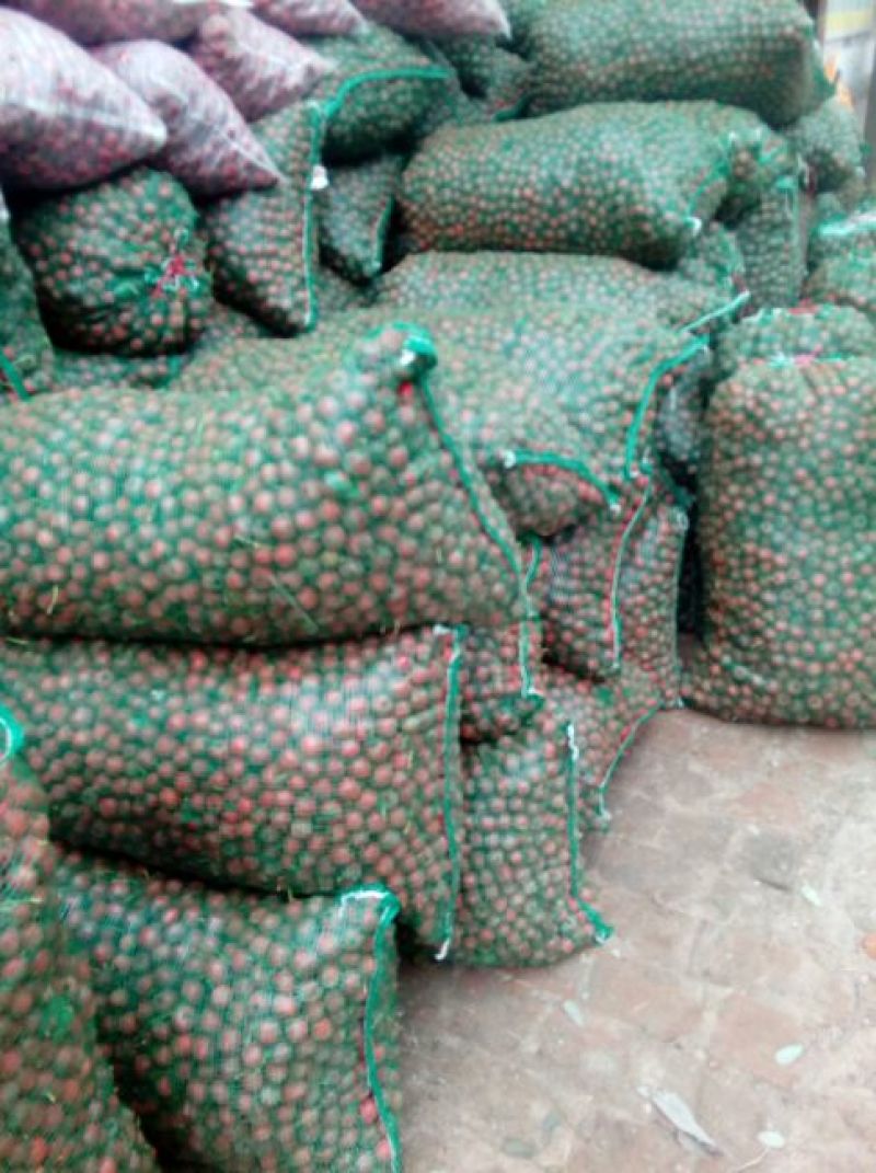 大量出售大金星山楂果，全部是手摘果，硬度好，红度好。