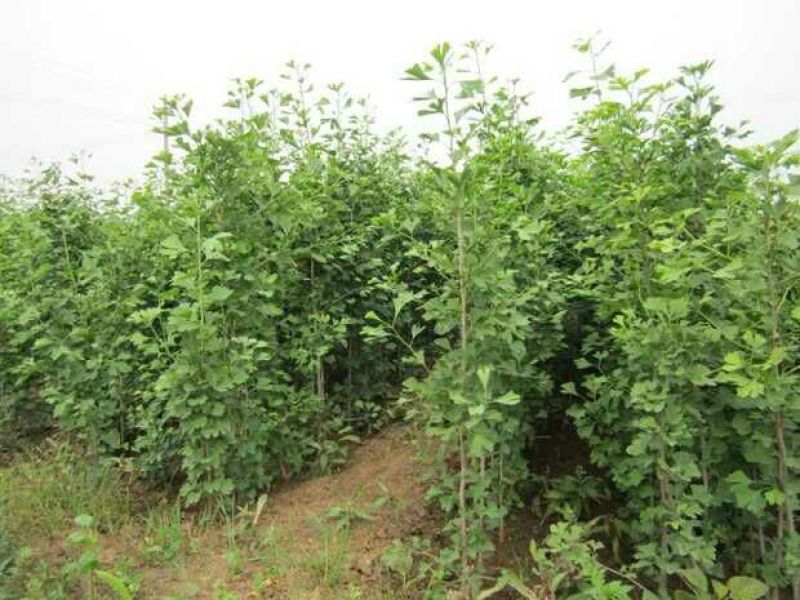 罗汉松树桩35cm以上