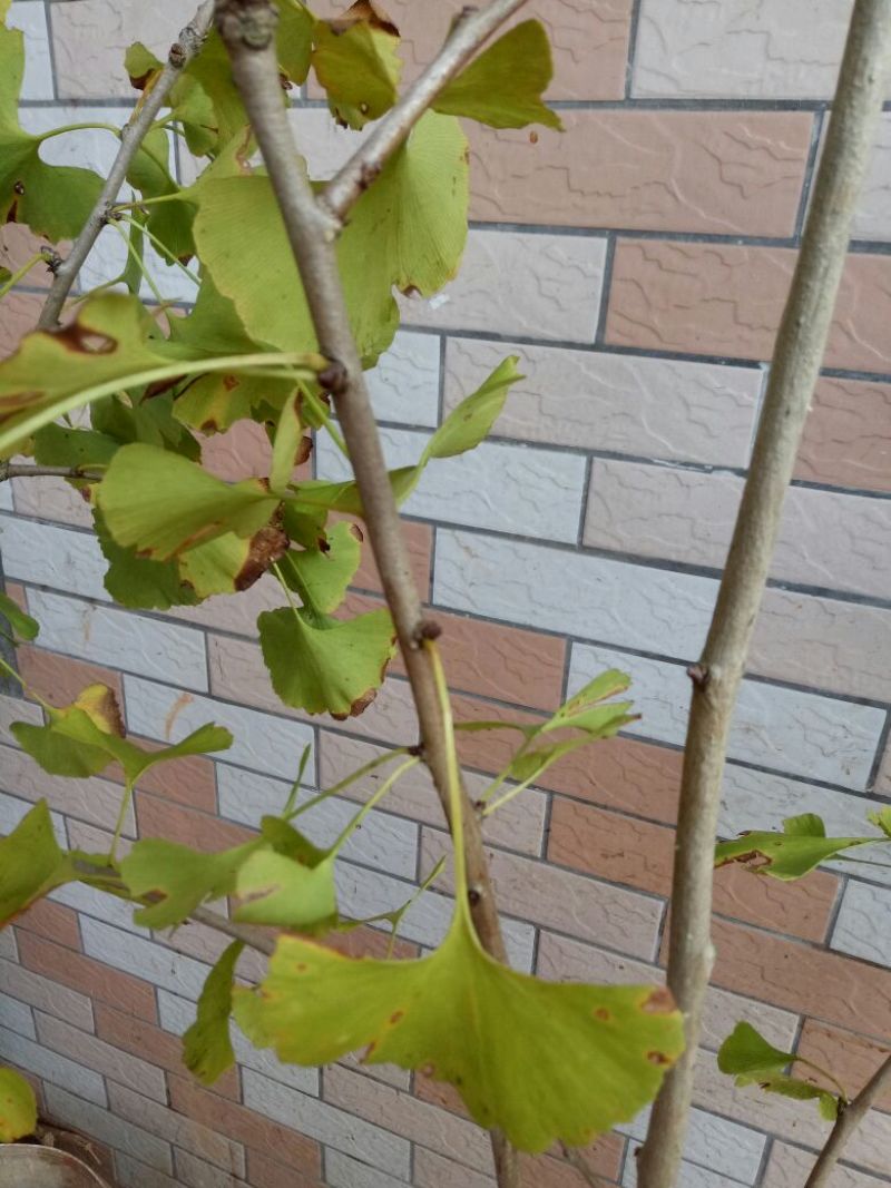 罗汉松树桩35cm以上