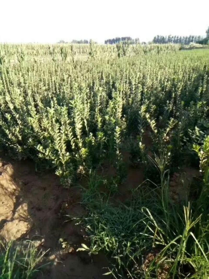 大叶冬青苗50~60cm大叶黄杨苗
