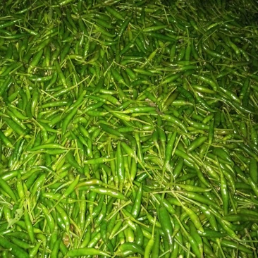 朝天椒2~5厘米中辣青