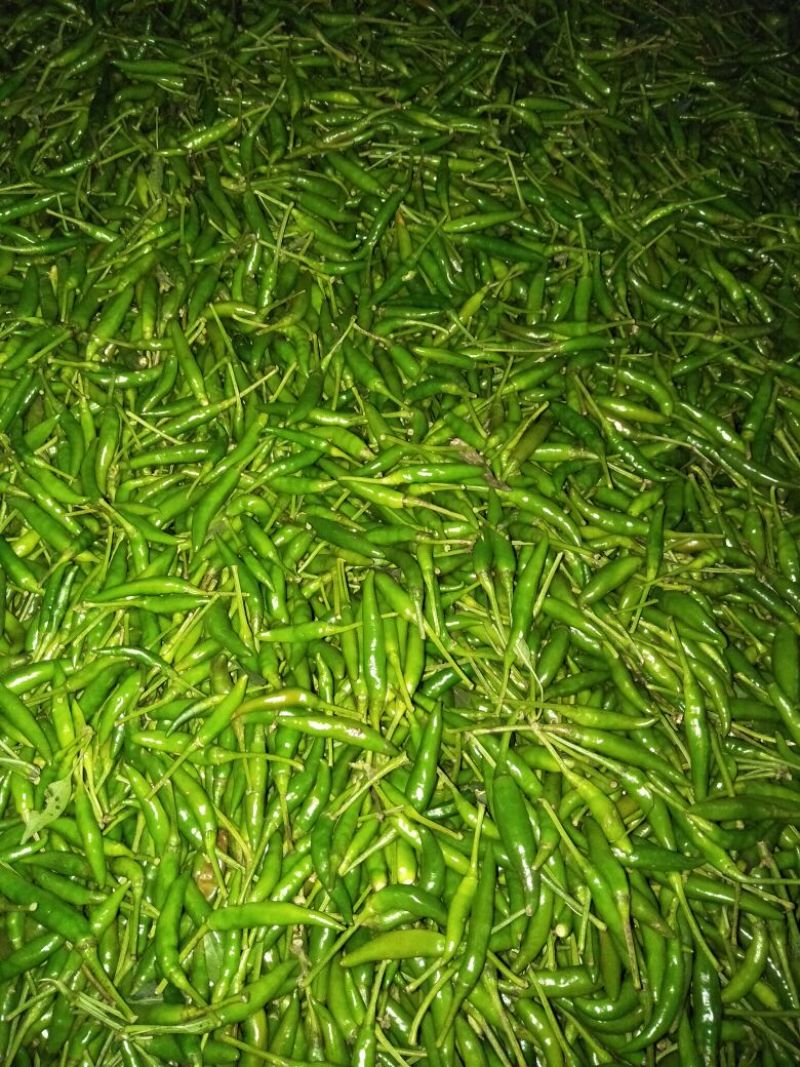 朝天椒2~5厘米中辣青