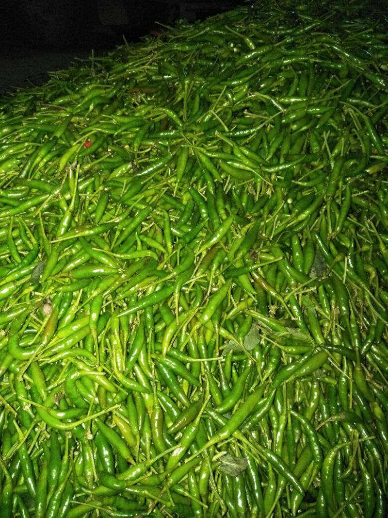 朝天椒2~5厘米中辣青