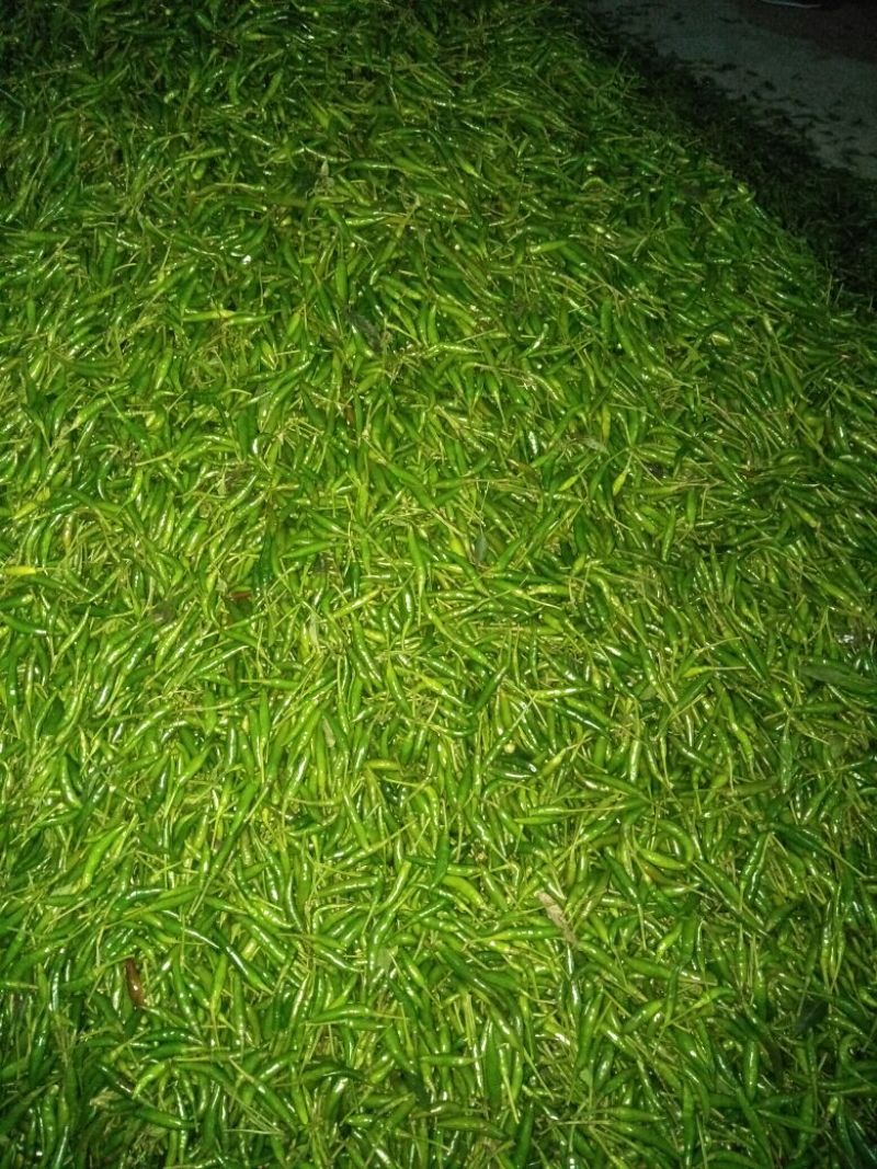 朝天椒2~5厘米中辣青