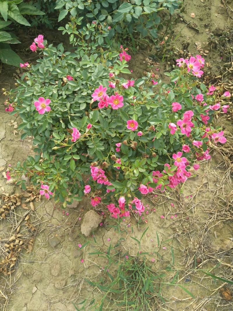 树状月季60~70cm