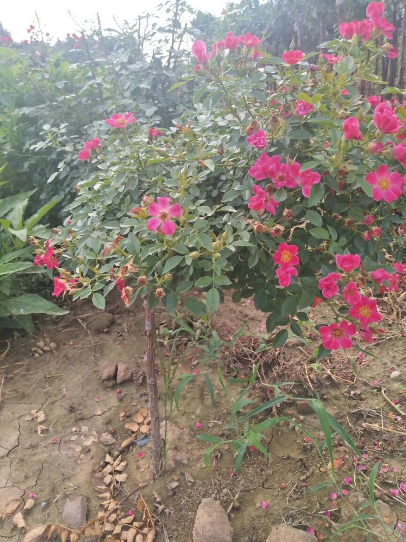 树状月季60~70cm