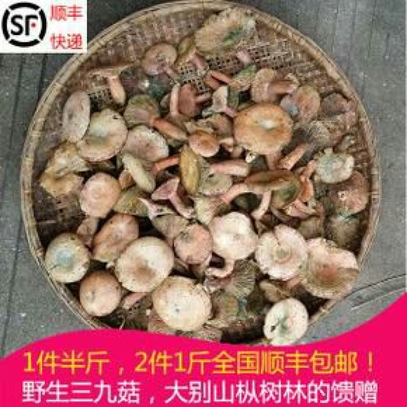 松蘑三级