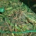 黄花菜种苗3年以上,产量高