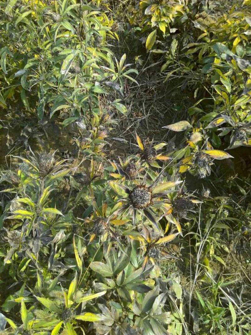 白术种子90%以上