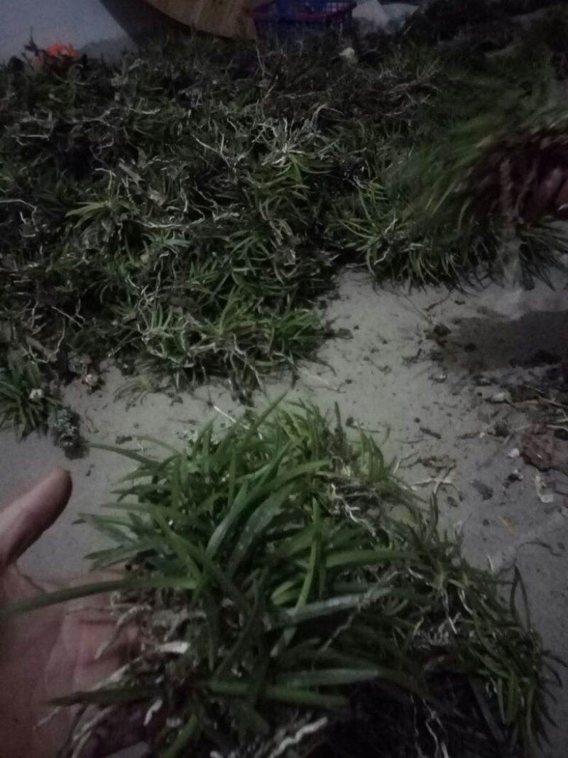 风兰