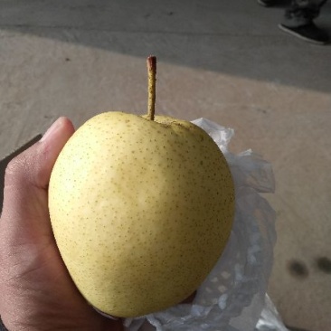 雪花梨300~350g纸箱