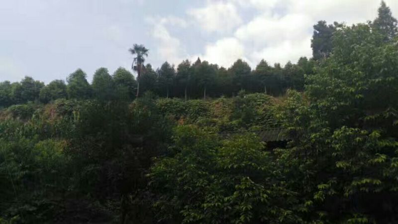 天竺桂2.5~3m