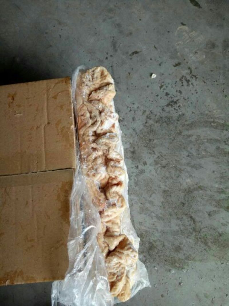 猪大肠