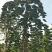 罗汉松树桩35cm以上