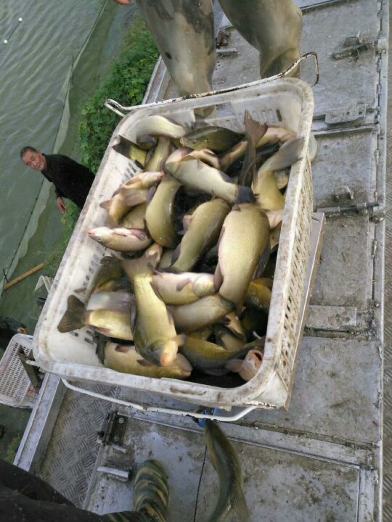 丁桂鱼20cm以上