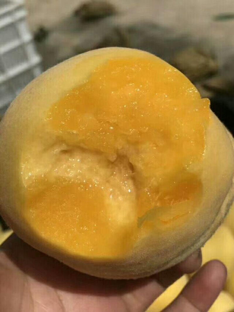 黄桃树苗80cm以上