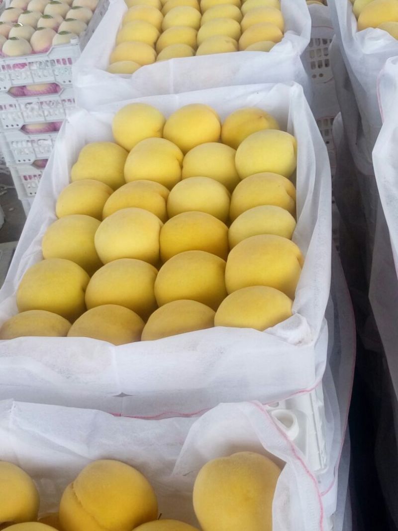 黄桃树苗80cm以上