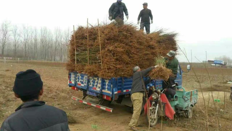 黄桃树苗80cm以上